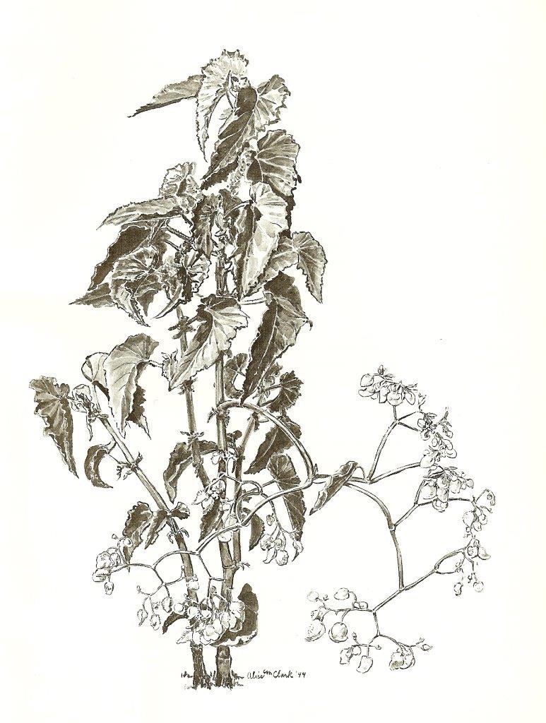 B. ‘Chiala’